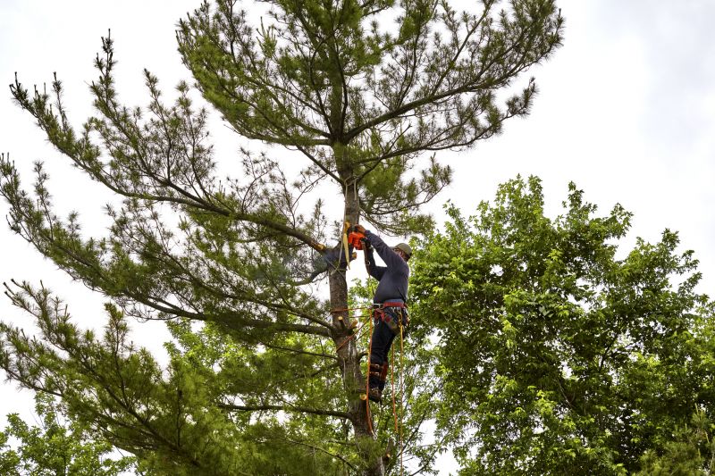 Local Pine Tree Planting pros at work