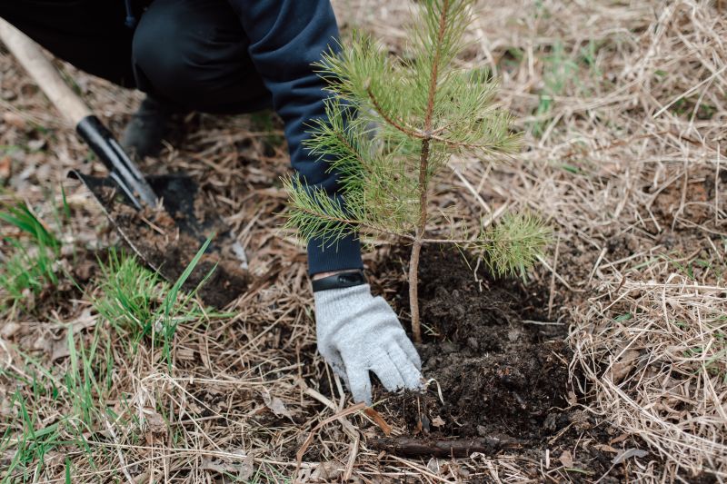 Pine Tree Planting