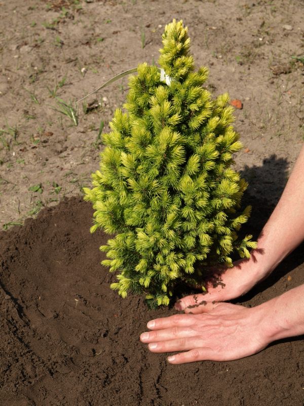 Pine Tree Planting detail