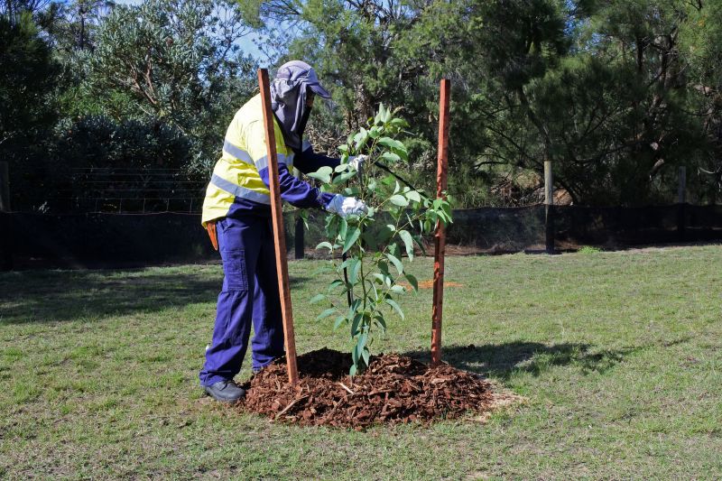 Pine Tree Planting detail